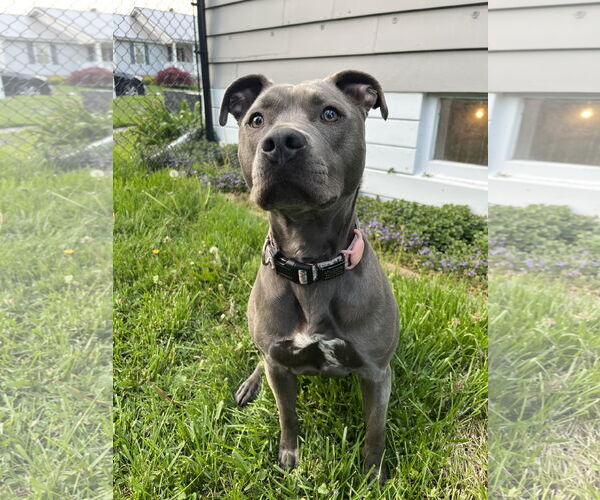 Medium Photo #9 American Pit Bull Terrier-Unknown Mix Puppy For Sale in Rockaway, NJ, USA
