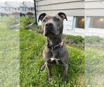Small #8 American Pit Bull Terrier Mix