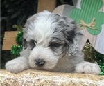 Small Photo #10 Sheepadoodle Puppy For Sale in HUNTINGTON BEACH, CA, USA