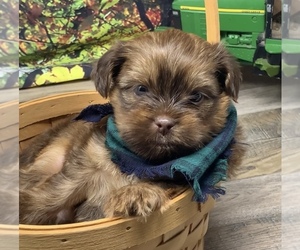 Shorkie Tzu Puppy for sale in SELLERSBURG, IN, USA
