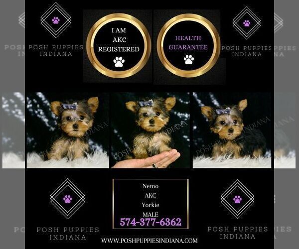 Medium Photo #7 Yorkshire Terrier Puppy For Sale in WARSAW, IN, USA