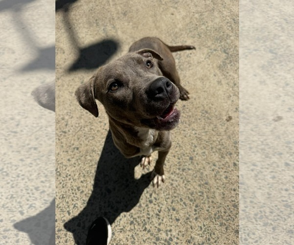 Medium Photo #1 Mutt Puppy For Sale in Woodbury, NY, USA