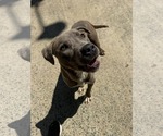 Small Mutt