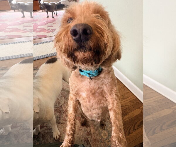 Medium Photo #1 Golden Retriever Puppy For Sale in Parker Ford, PA, USA