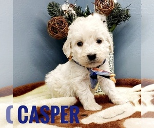 Goldendoodle Puppy for sale in CEDAR GAP, MO, USA