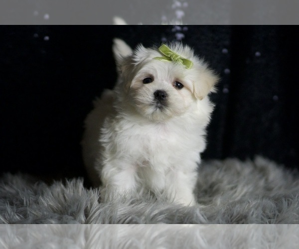 Medium Photo #4 Maltese Puppy For Sale in WARSAW, IN, USA