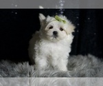 Small Photo #96 Maltese Puppy For Sale in WARSAW, IN, USA