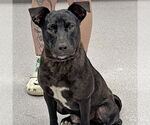 Small Labrador Retriever-Retriever Mix