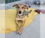 Small #1 German Shepherd Dog Mix