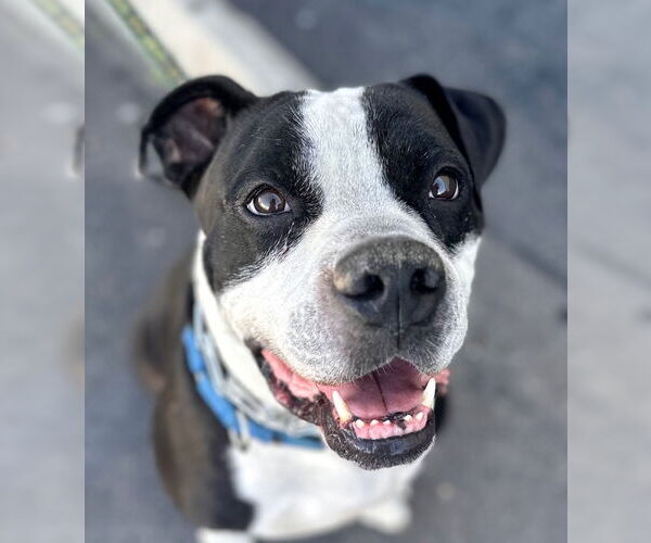 Medium Photo #5 American Bulldog-American Staffordshire Terrier Mix Puppy For Sale in Lake Forest, CA, USA