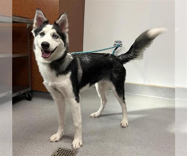 Medium Photo #1 Siberian Husky Puppy For Sale in Rancho Cucamonga, CA, USA