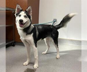 Siberian Husky Dogs for adoption in Rancho Cucamonga, CA, USA