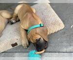 Puppy Green girl Great Dane