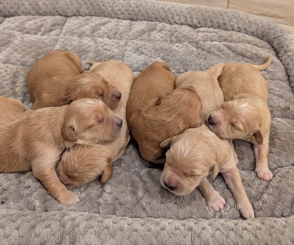 Medium Photo #1 English Cream Golden Retriever Puppy For Sale in SACRAMENTO, CA, USA