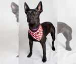 Small #1 Labrador Retriever Mix