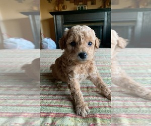 Poodle (Miniature) Puppy for sale in SILER CITY, NC, USA