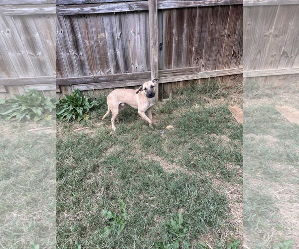 Medium Photo #2 Black Mouth Cur-Unknown Mix Puppy For Sale in Jackson, MS, USA