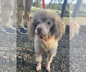 Poodle (Miniature)-Unknown Mix Dogs for adoption in San Francisco, CA, USA