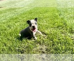 Small #1 Boston Terrier