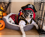 Spotty - Male Mutt Dog for Adoption - Small photo