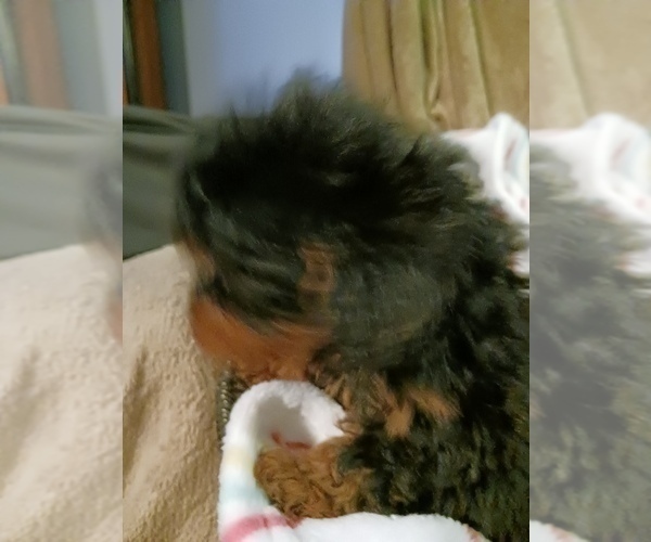 Medium Photo #5 Poodle (Toy) Puppy For Sale in SAVANNAH, GA, USA