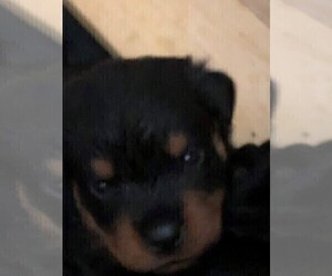 Rottweiler Puppy for Sale in BRENTWOOD, California USA