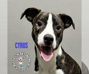 Cyrus - Male American Staffordshire Terrier-Australian Shepherd Mix Dog for Adoption - Photo #3