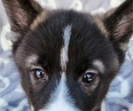 Small Photo #6 Siberian Husky Puppy For Sale in FORT PLAIN, NY, USA