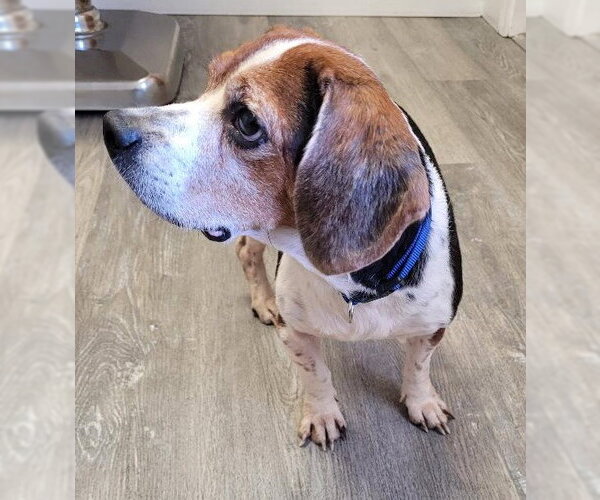 Medium Photo #5 Beagle Puppy For Sale in Dunnellon, FL, USA