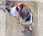 Small #4 Beagle