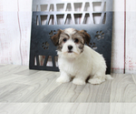 Small Photo #4 Havanese Puppy For Sale in MARIETTA, GA, USA