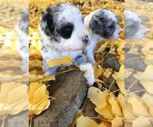 Aussie-Poo-Poodle (Miniature) Mix Puppy for sale in MBORO, TN, USA