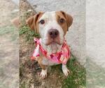 Small Photo #2 American Pit Bull Terrier-Unknown Mix Puppy For Sale in Tulsa, OK, USA