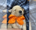 Small #11 Golden Retriever