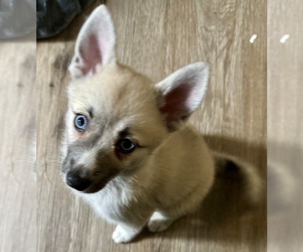 Medium Photo #106 Pomsky Puppy For Sale in LOVELAND, CO, USA