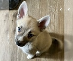Small #105 Pomsky