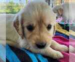 Small Photo #5 Golden Retriever Puppy For Sale in INDIANAPOLIS, IN, USA