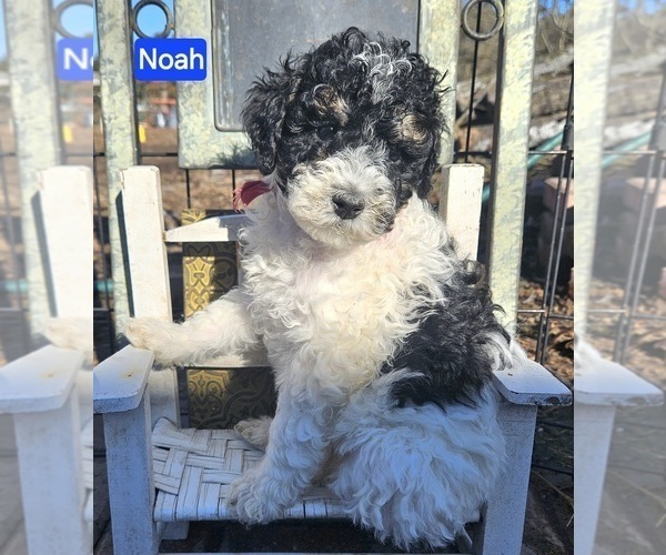 Medium Photo #1 Poodle (Miniature) Puppy For Sale in WHITEWATER, WI, USA