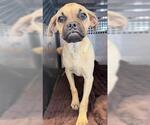 Small Pug Mix