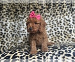 Small #5 Cavapoo