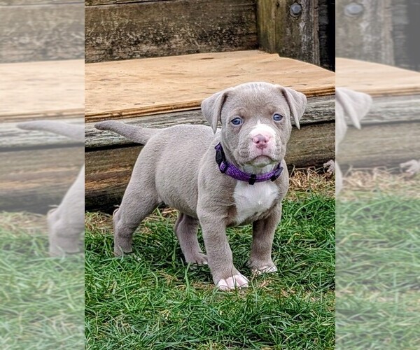 Medium Photo #1 American Bully Puppy For Sale in COLUMBUS, OH, USA