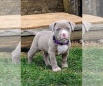 Small American Bully