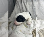 Puppy Spud Saint Berdoodle-Shepadoodle Mix