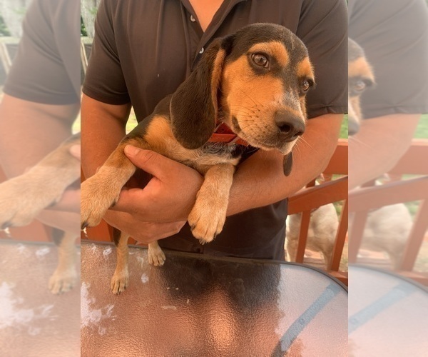Medium Photo #2 Beagle Puppy For Sale in NEW BRITAIN, CT, USA