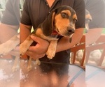 Small #1 Beagle