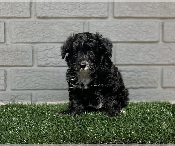 Medium Photo #1 Aussiedoodle Miniature -Poodle (Toy) Mix Puppy For Sale in EL CAMPO, TX, USA