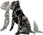 Small Photo #1 Cane Corso Puppy For Sale in SPRING, TX, USA