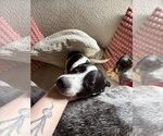 Small #3 Border Collie Mix