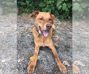 Unknown-Vizsla Mix Dogs for adoption in Elmsford, NY, USA