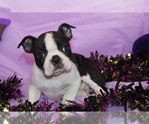 Medium Photo #8 Boston Terrier Puppy For Sale in BROOKSVILLE, FL, USA